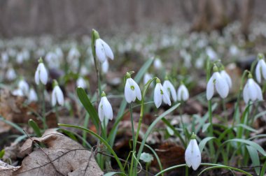 Ormanda ilkbahar karlarında (Galanthus nivalis) çiçek açar..