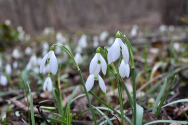 Ormanda ilkbahar karlarında (Galanthus nivalis) çiçek açar..