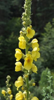 Yazın, vahşi doğada Mullein (Verbascum) çiçek açar