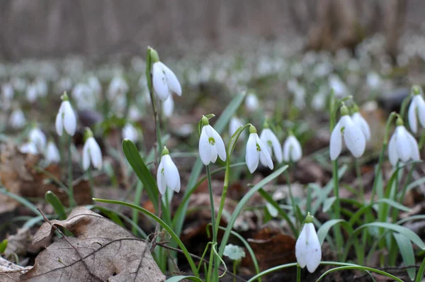 Skogen Det Vilda Våren Snödroppar Galanthus Nivalis Blommar — Stockfoto