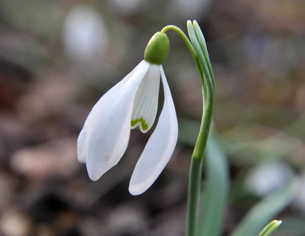 Erdőben Vadonban Tavasszal Hóvirág Galanthus Nivalis Virágzik — Stock Fotó