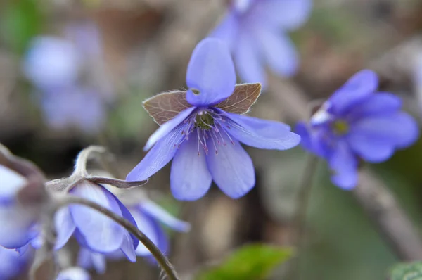 Весна Дикой Природе Лесу Цветет Hepatica Nobilis — стоковое фото