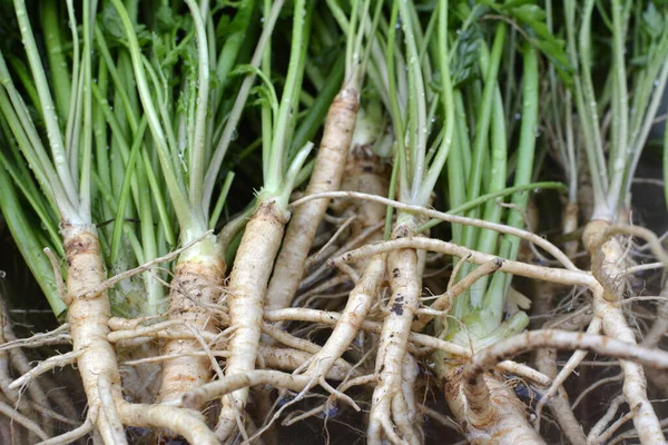 Freshly Harvested Parsley Leaves Roots — Stock Photo, Image