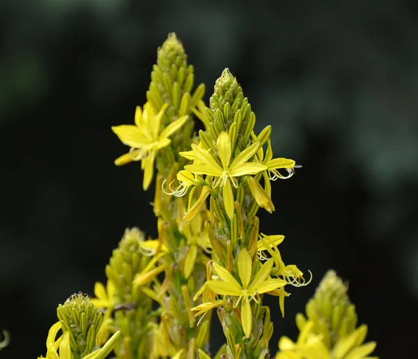 Asphodeline Lutea Floresce Jardim Botânico Verão — Fotografia de Stock