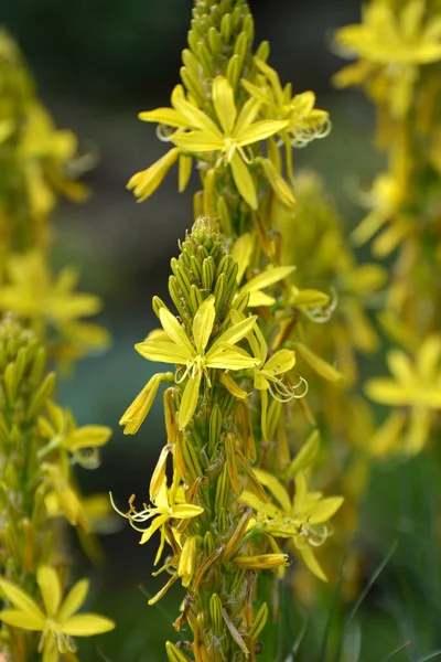 Asphodeline Lutea Floresce Jardim Botânico Verão — Fotografia de Stock