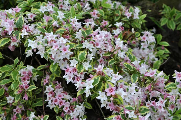 Weigela Con Fiori Bianchi Rosa Fiorisce Giardino — Foto Stock