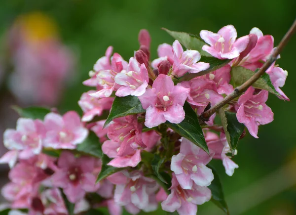 Weigela Con Fiori Bianchi Rosa Fiorisce Giardino — Foto Stock