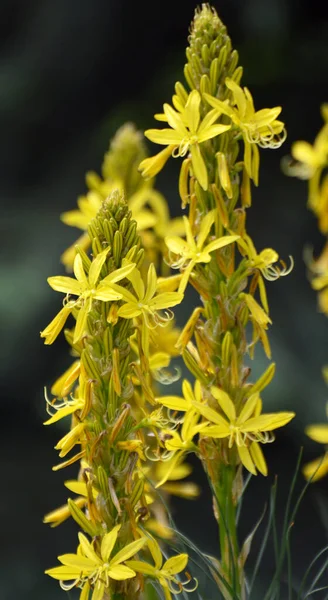 Asphodeline Lutea Floresce Jardim Botânico Verão — Fotografia de Stock