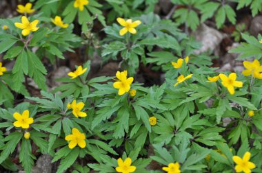 İlkbaharda vahşi ormanda anemon sarısı açar (Anemone ranunculoides).