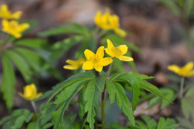 İlkbaharda vahşi ormanda anemon sarısı açar (Anemone ranunculoides).