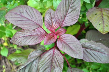 Yazın, bahçede çiçek açar.