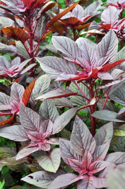 Yazın, bahçede çiçek açar.