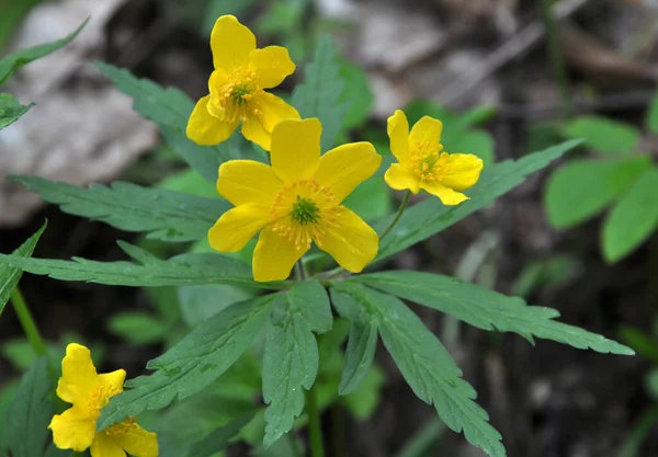 Spring Wild Forest Blooms Anemone Yellow Anemone Ranunculoides — Stock Photo, Image