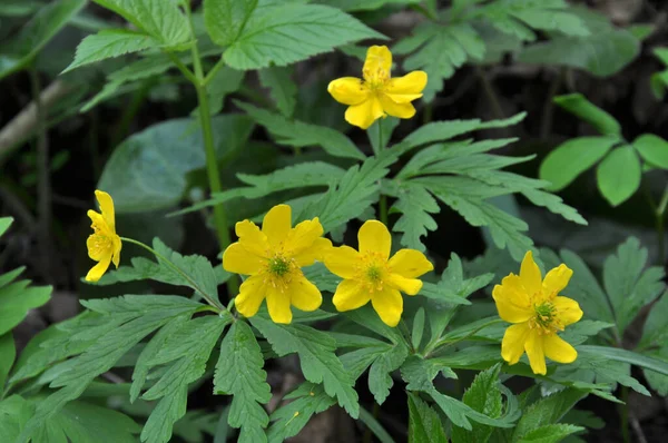 Primavera Bosque Salvaje Florece Anémona Amarilla Anemone Ranunculoides — Foto de Stock