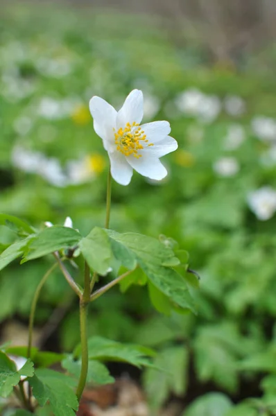Dzikiej Przyrodzie Lasu Kwitną Wczesną Wiosną Wieloletnia Roślina Nemorosa Anemone — Zdjęcie stockowe