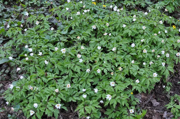 Vida Silvestre Del Bosque Florecen Principios Primavera Planta Perenne Anemone —  Fotos de Stock