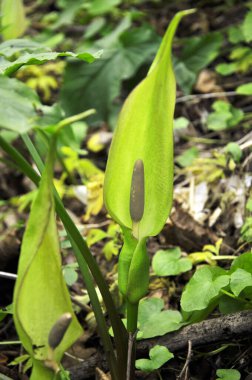 İlkbaharda arum besserianum ormanda vahşi doğada çiçek açar..