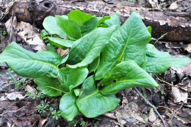 Arum (Arum besserianum) ilkbaharın başlarında ormanda yetişir..