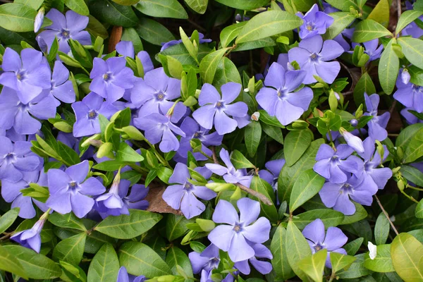 Spring Nature Blooms Periwinkle Small Vinca Minor — Stock Photo, Image