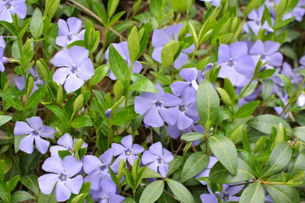 Весной Природе Цветет Periwinkle Малой Vinca Minor — стоковое фото