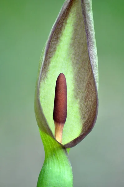 Arum Besserianum Printemps Fleurit État Sauvage Dans Forêt — Photo