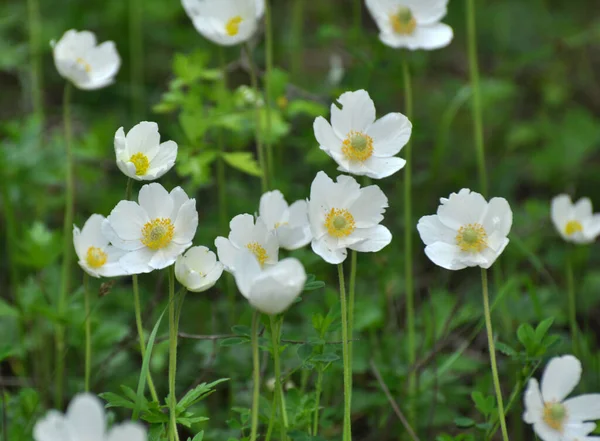 Spring Wild Forest Blooms Anemone Sylvestris — Stock Photo, Image