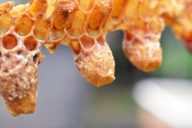 Kapalı kraliçe hücresi değil. Yaklaş.