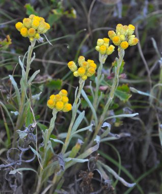 Yazın vahşi doğada, çiçeklerin büyümesi (Helichrysum arenaryumu))