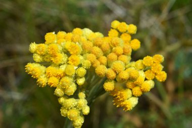 Yazın vahşi doğada, çiçeklerin büyümesi (Helichrysum arenaryumu))