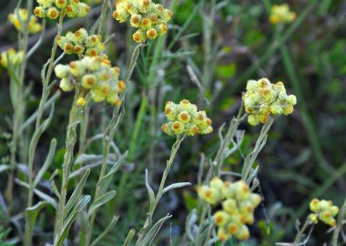 Yazın vahşi doğada, çiçeklerin büyümesi (Helichrysum arenaryumu))