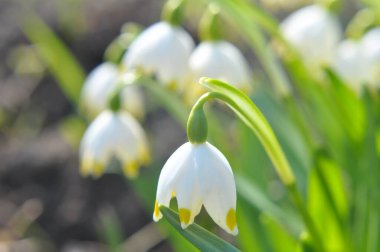 Baharda, Leucojum vernum vahşi doğada açar.