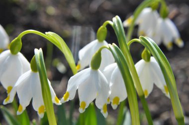 Baharda, Leucojum vernum vahşi doğada açar.
