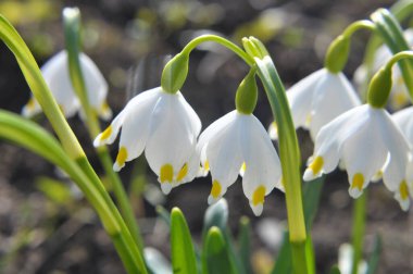 Baharda, Leucojum vernum vahşi doğada açar.