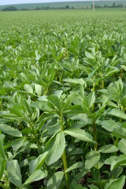 Baharda, genç At Fasulyesi (Vicia Faba) bir tarlada yetişir.