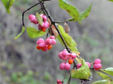 Doğada, Euonymus europaeus 'un dalında olgunlaşmış meyveler kutularla 