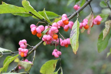 Doğada, Euonymus europaeus 'un dalında olgunlaşmış meyveler kutularla 