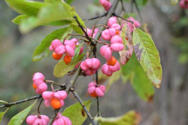 Doğada, Euonymus europaeus 'un dalında olgunlaşmış meyveler kutularla 