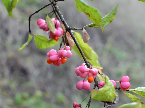 Naturze Gałęzi Euonymus Europaeus Dojrzewały Owoce Pudełkami — Zdjęcie stockowe