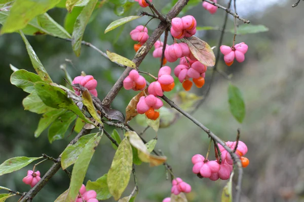 Doğada Euonymus Europaeus Dalında Olgunlaşmış Meyveler Kutularla — Stok fotoğraf
