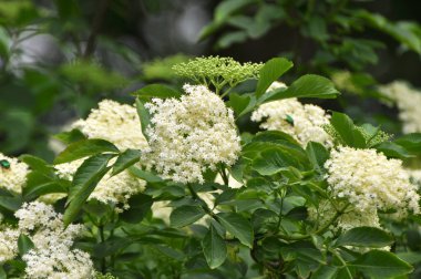 İlkbaharda, yaban mersini filizlenir.