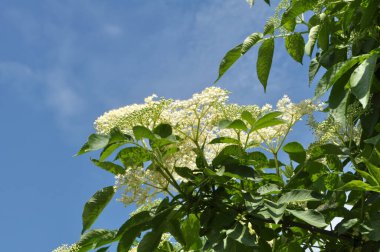 İlkbaharda, yaban mersini filizlenir.