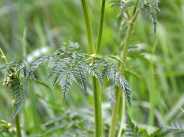 Anthriscus Sylvestris baharda vahşi doğada yetişir.