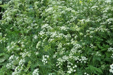 Anthriscus Sylvestris baharda vahşi doğada yetişir.
