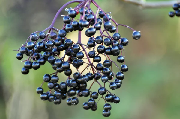 Mazzo Sambuco Con Bacche Nere Mature — Foto Stock