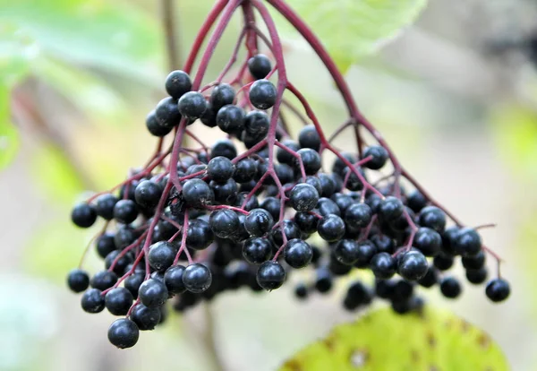 Stelletje Vlierbessen Met Rijpe Zwarte Bessen — Stockfoto