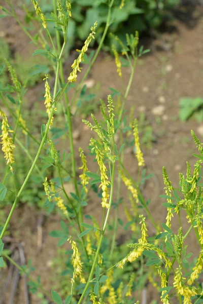 冬青黄花 Melilotus Officinalis 夏天在野外开花 — 图库照片