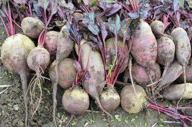 Kırmızı pancar hasadı tarlada yatıyor..