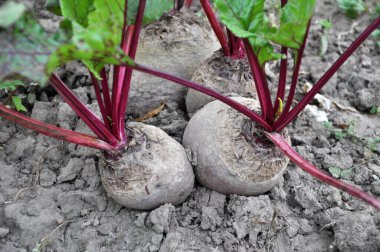 Kırmızı pancar açık organik toprakta yetişir