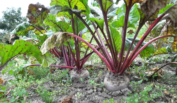 红甜菜生长在开阔的有机土壤中 — 图库照片