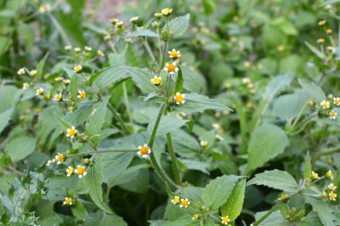 Ot türlerinden biri tarlada çiçek açar - galinsoga parviflora